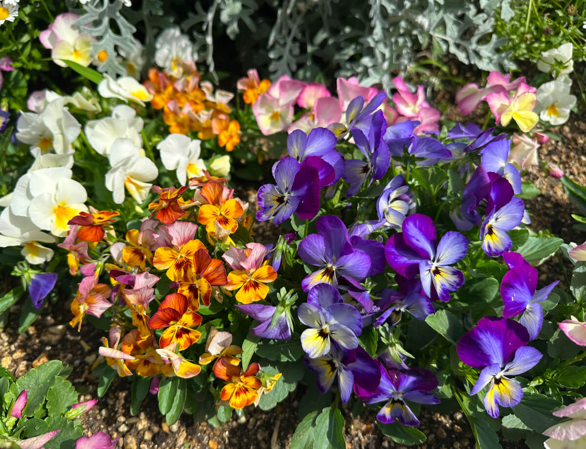 オフィス花壇