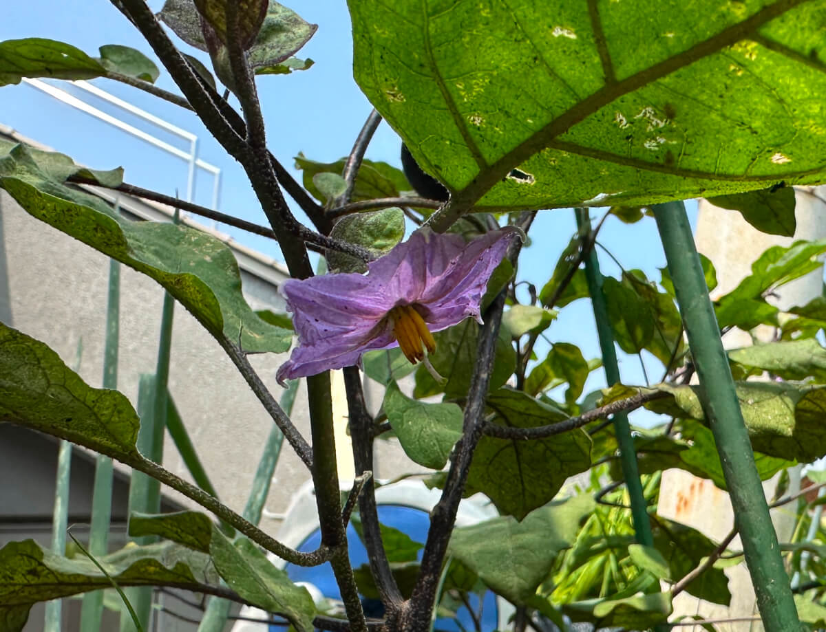ナスの花