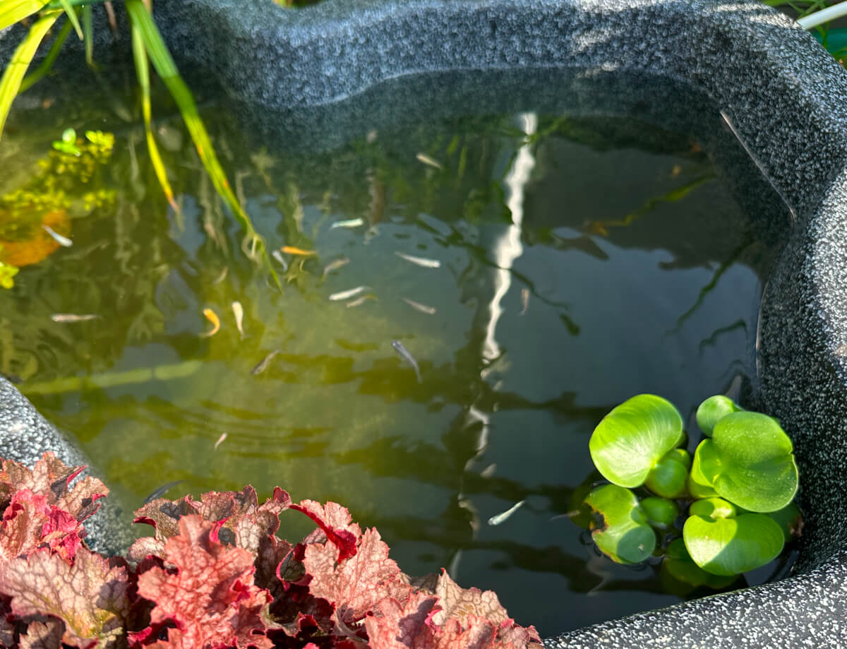屋上メダカ池