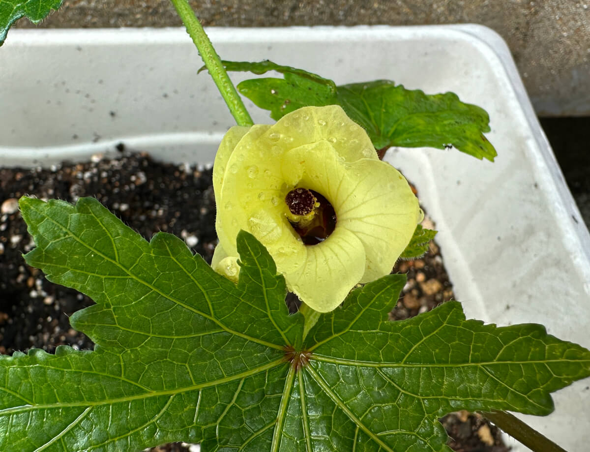 オクラの花