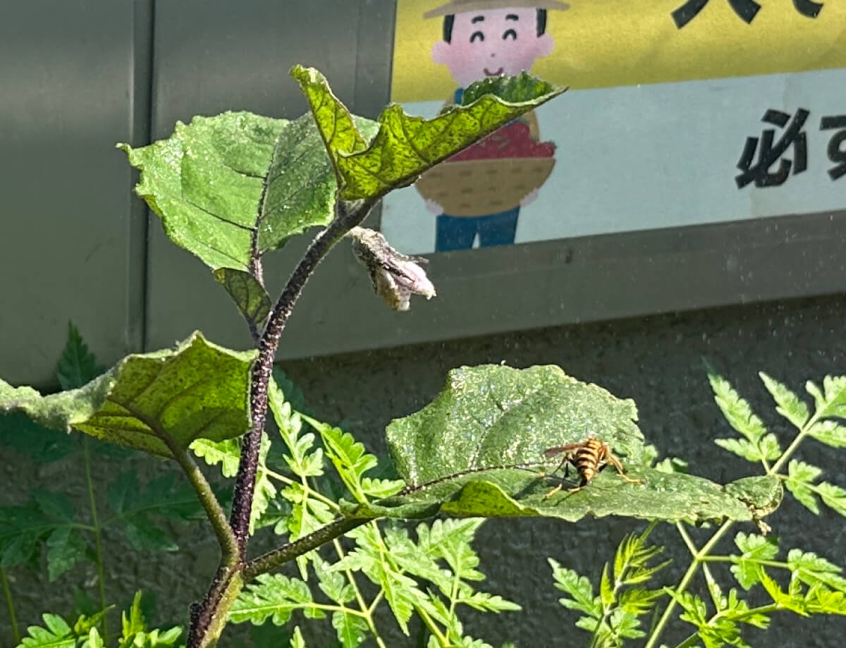 ナスと蜂