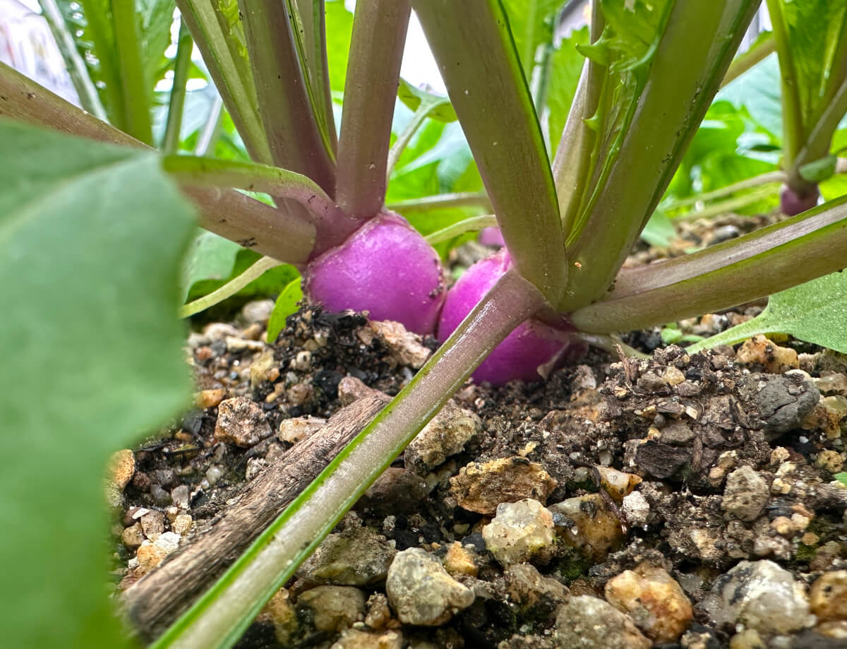 小カブ（あやめ雪）