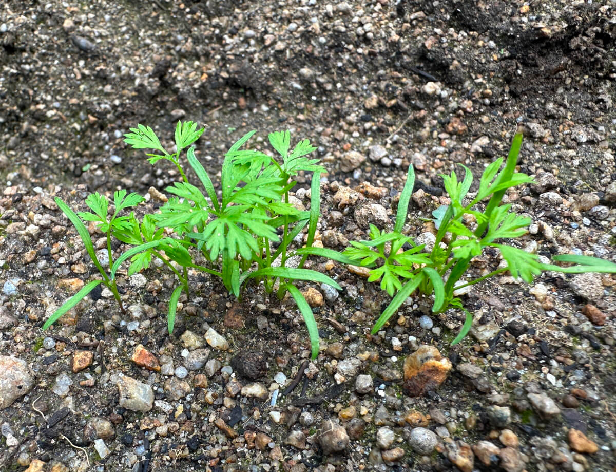 ベビーキャロット