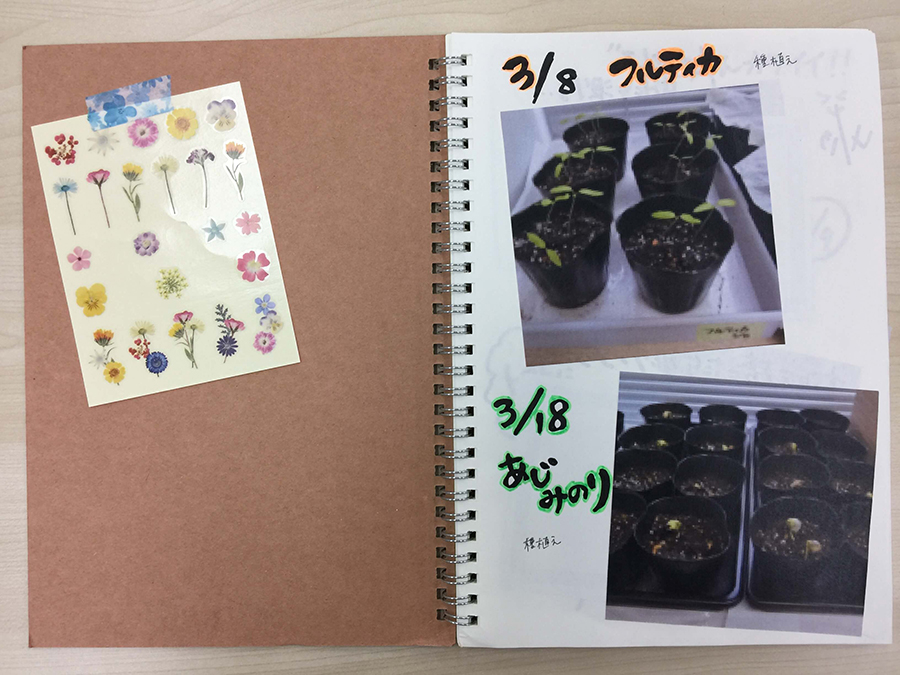 トマトと枝豆の種を植えてみた