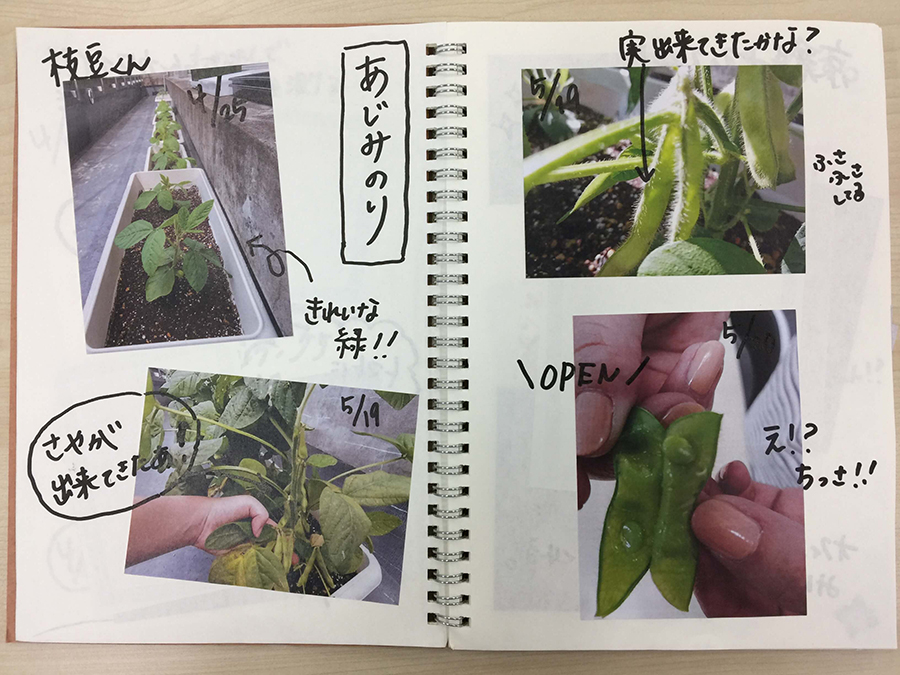 えだまめ「あじみのりちゃん」も育てていくよ！