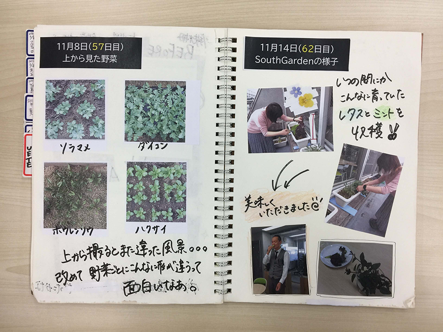 上から見た野菜、SouthGardenの様子