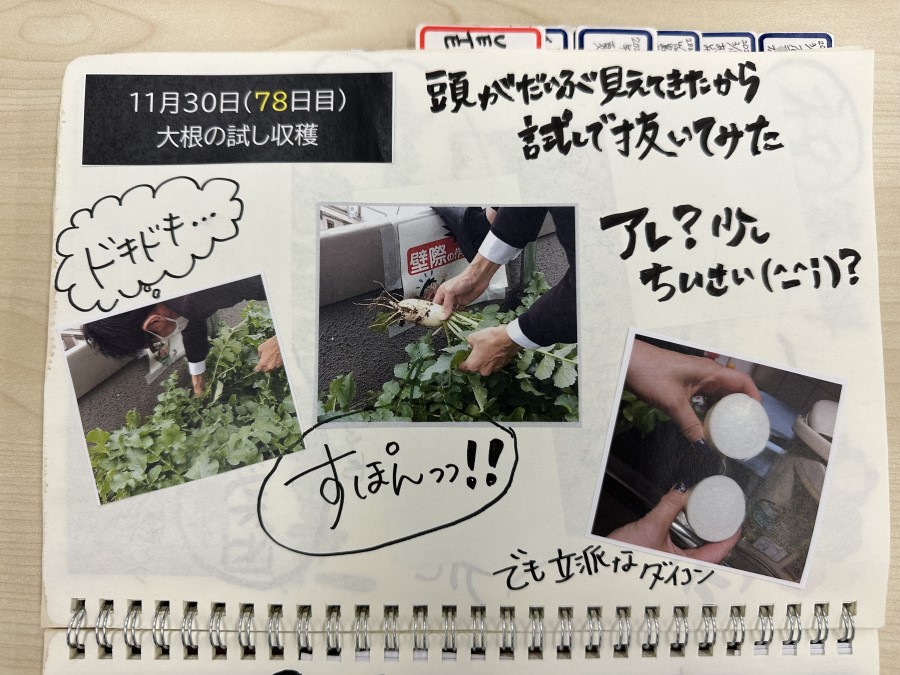 大根の試し収穫