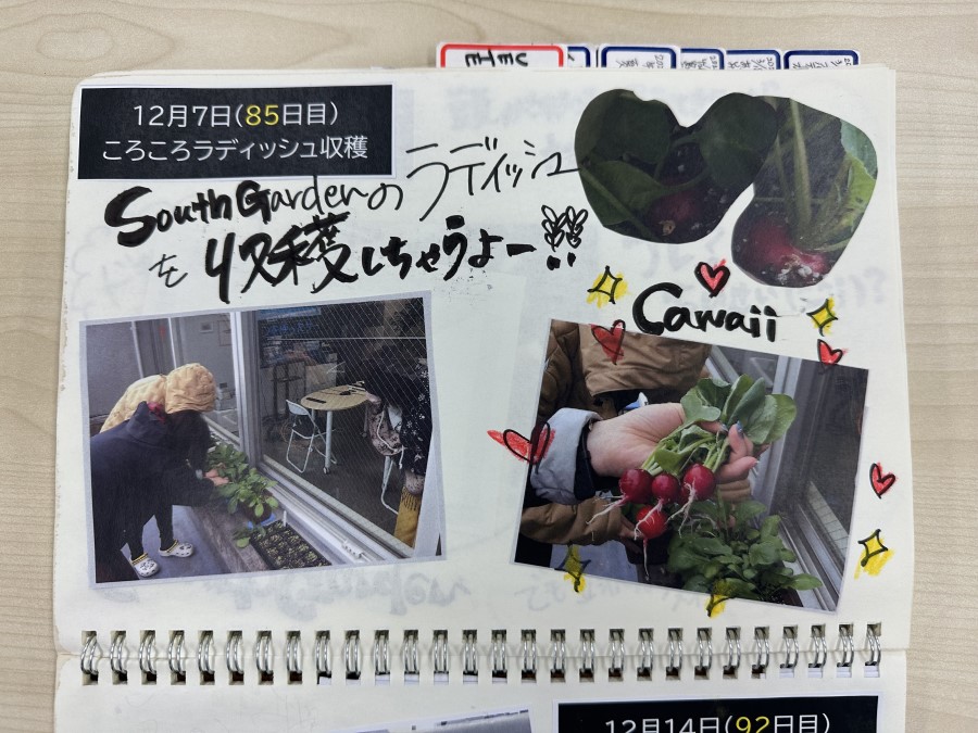 ころころラディッシュ収穫