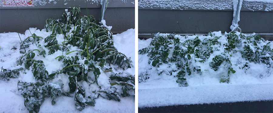 緊急速報　大雪の影響残る・・・がんばれ野菜たち！