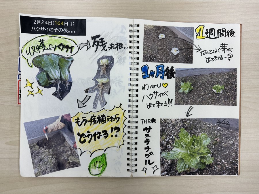 ハクサイのその後。。。