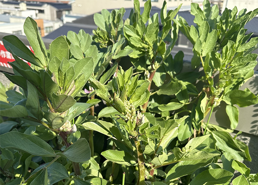 V字回復！！　ソラマメくんの快進撃！