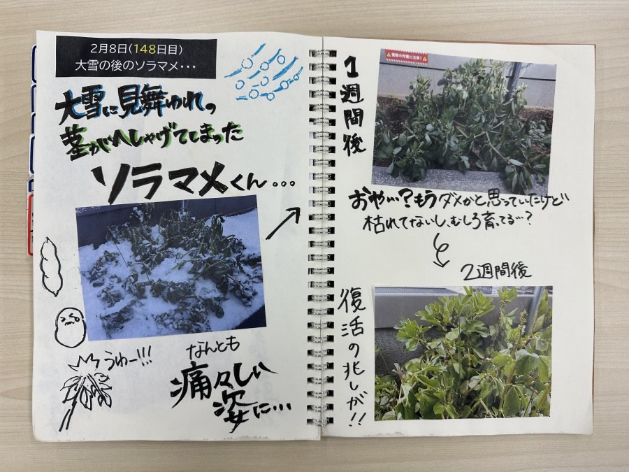 大雪の後のソラマメ ・・・