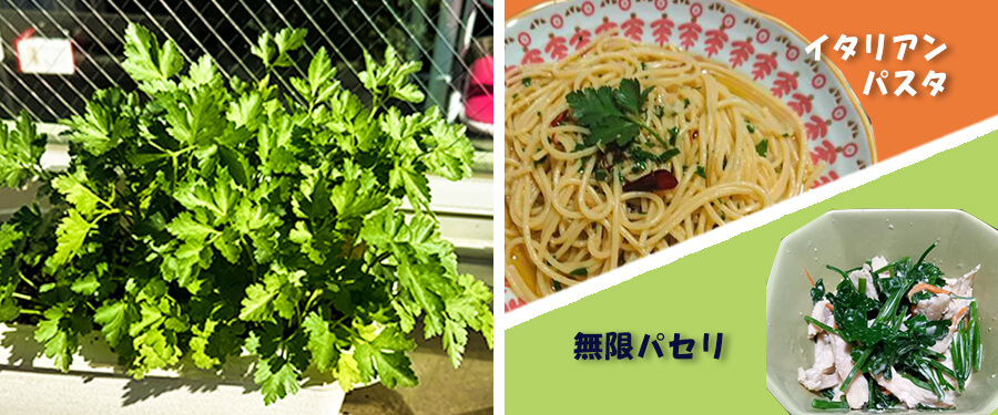 イタリアンパセリ、収穫しました