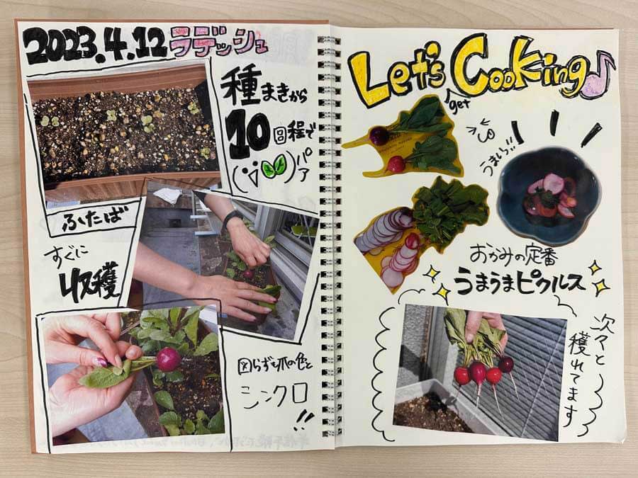 ラディッシュ収穫！！