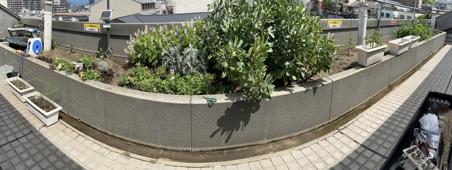 オフィス菜園 バンザ～イ＼(^o^)／　社内農園 ブラボーっ！！