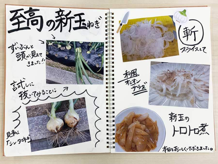 玉ねぎ試し掘り