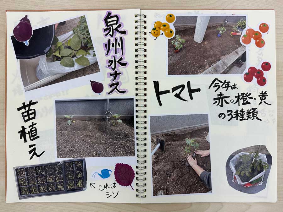 なすとトマトの植え付け