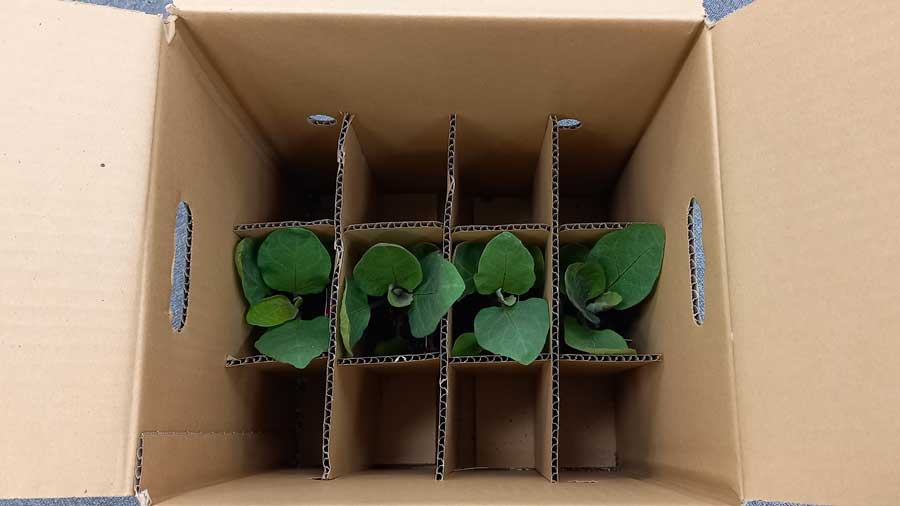 なすとトマトの苗が届きました