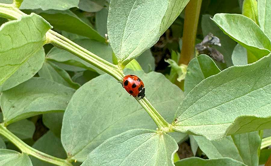 てんとう虫がやってきた！