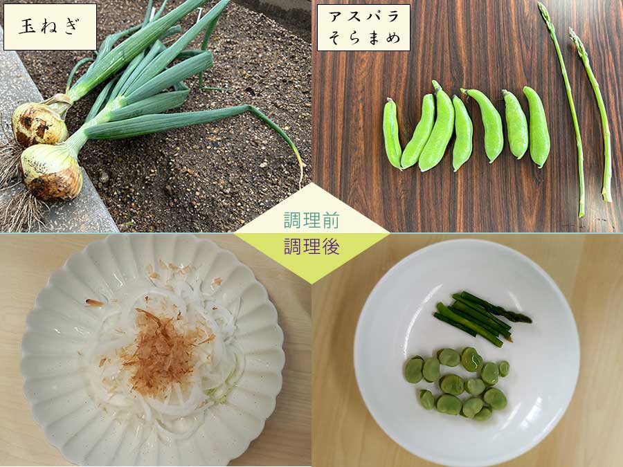 続々収穫、朝どれ野菜を召し上がれ