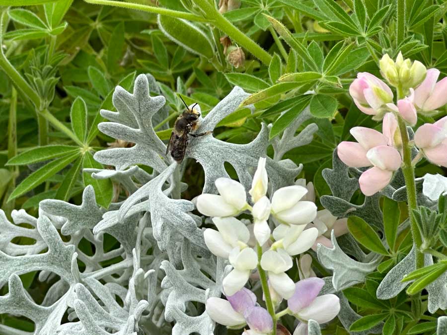 ミツバチぶんぶん