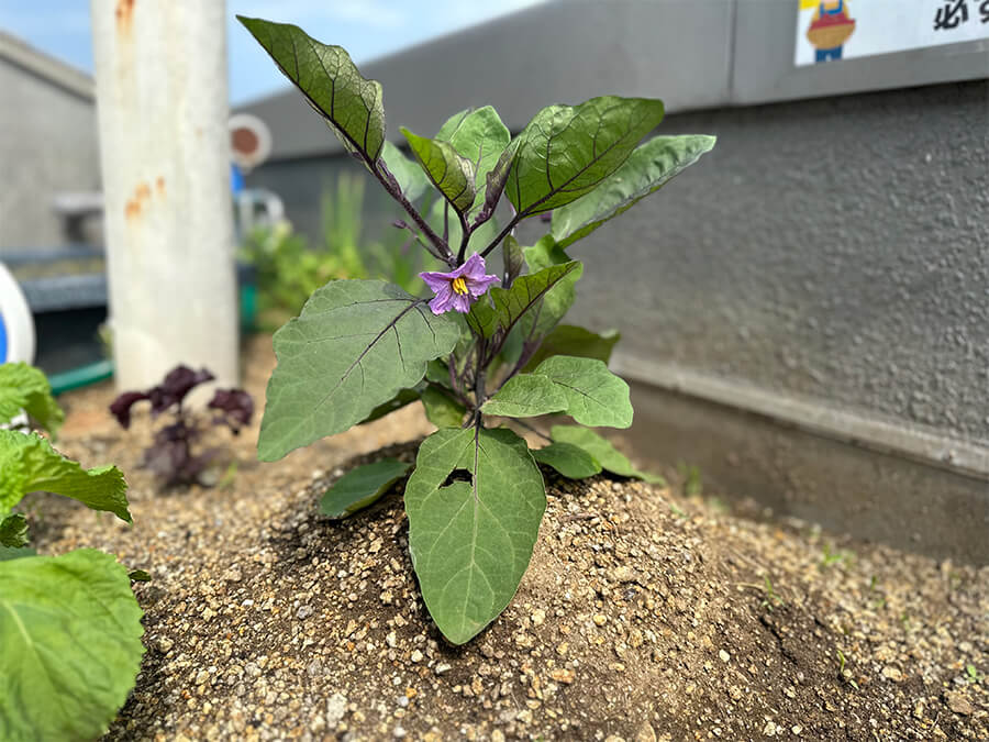 なすびの花が咲きました！