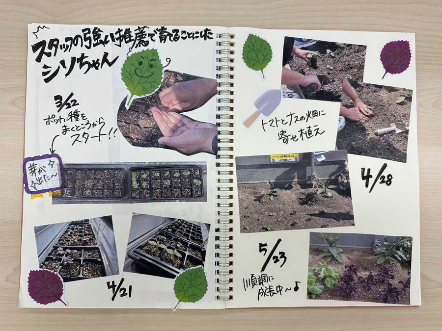 シソの成長日記