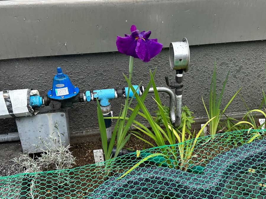 菖蒲の花が咲きました