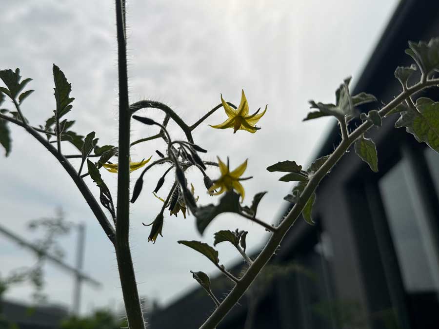 トマトの花が次々咲いてます