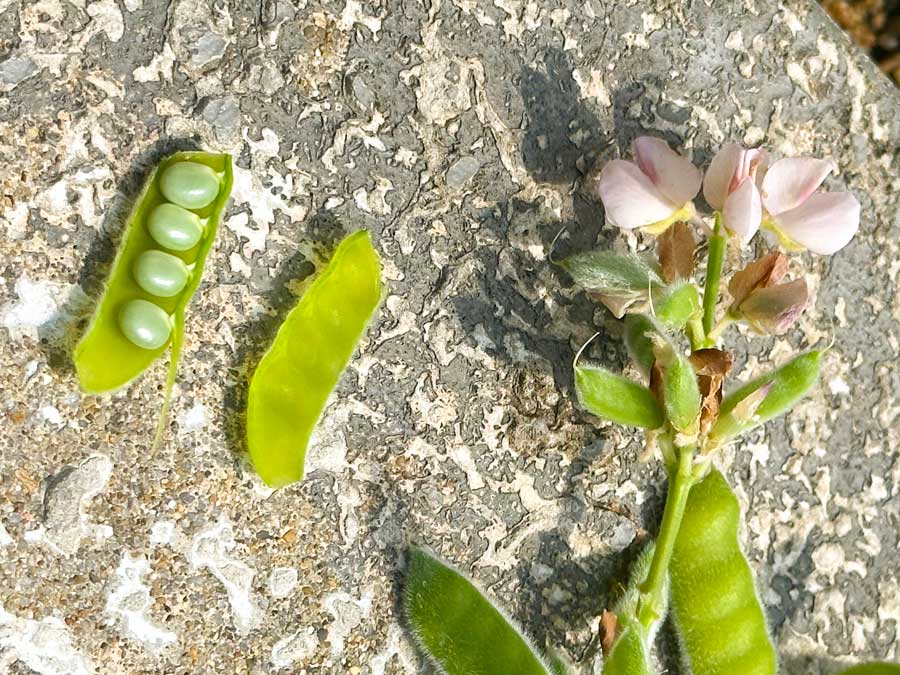 ルピナスのタネ