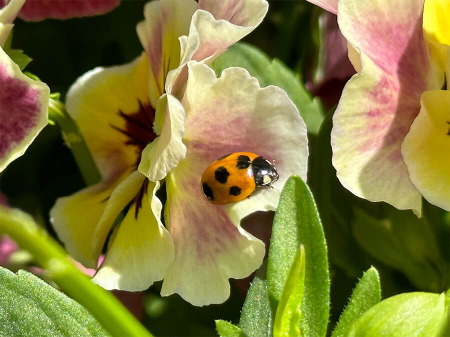 パンジーにもてんとう虫が