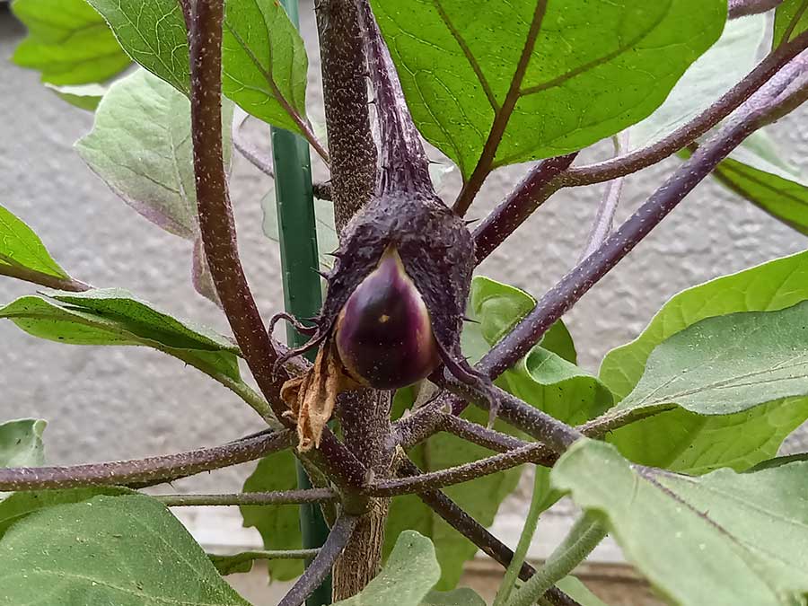 なすに一番果がつきました！