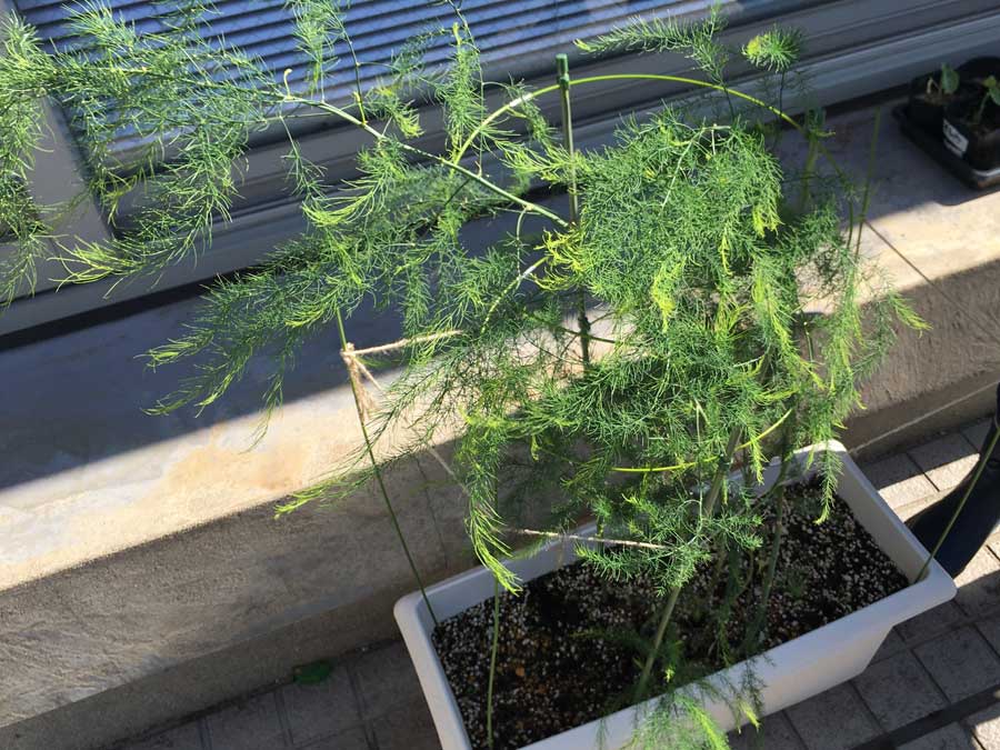 誰か、教えてください～、HELP US～