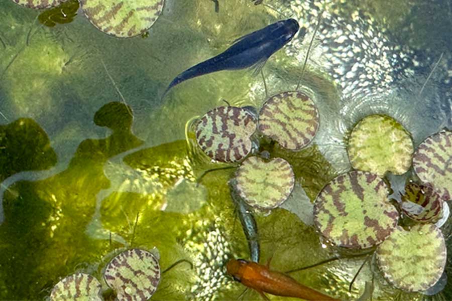 屋上にモネの池（もどき）出現