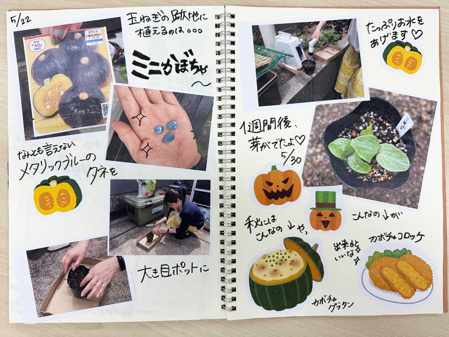 かぼちゃのタネを蒔きました