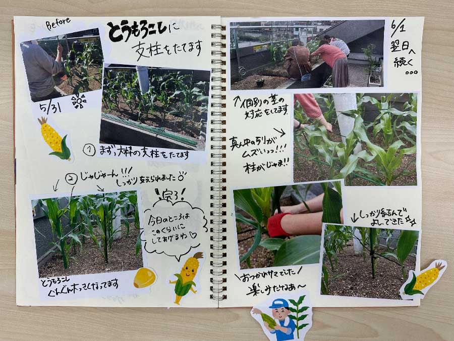 しっかり育ってね、トウモロコシ編