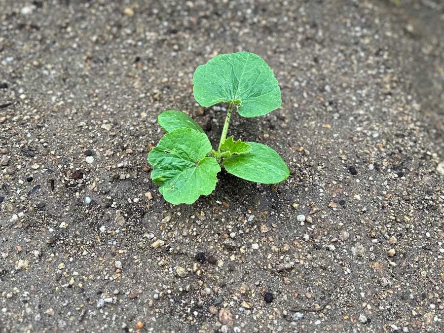 ミニかぼちゃの定植完了