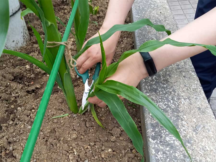 トウモロコシのわき芽カット