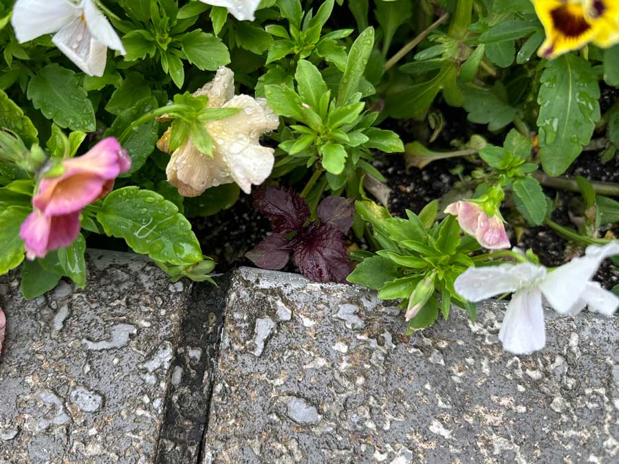 ひょっこり、赤シソ