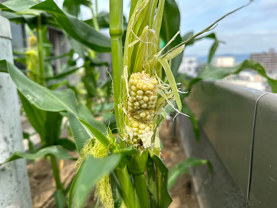 トウモロコシがぁ～～～