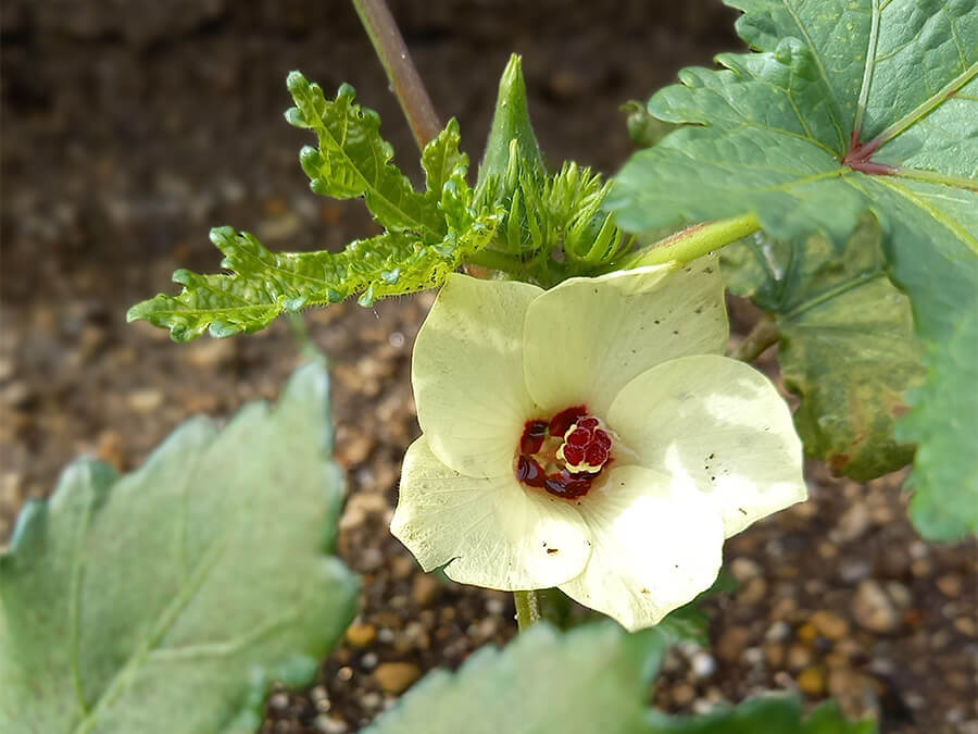オクラの花が咲きました
