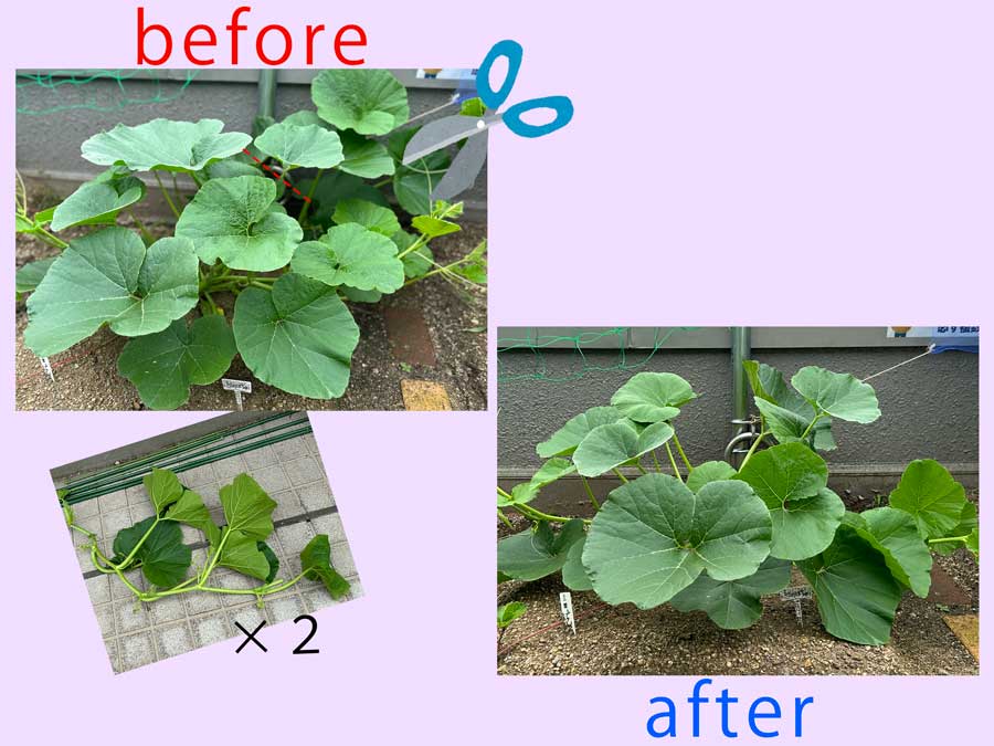 かぼちゃがニョキニョキ