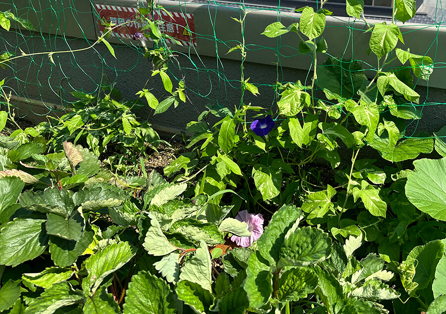 朝顔のツルが・・・
