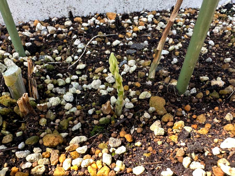 アスパラガスが芽を出した