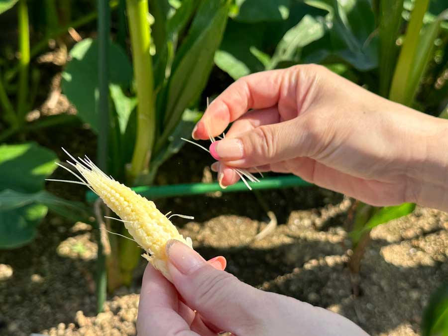 ベビーコーン、再び