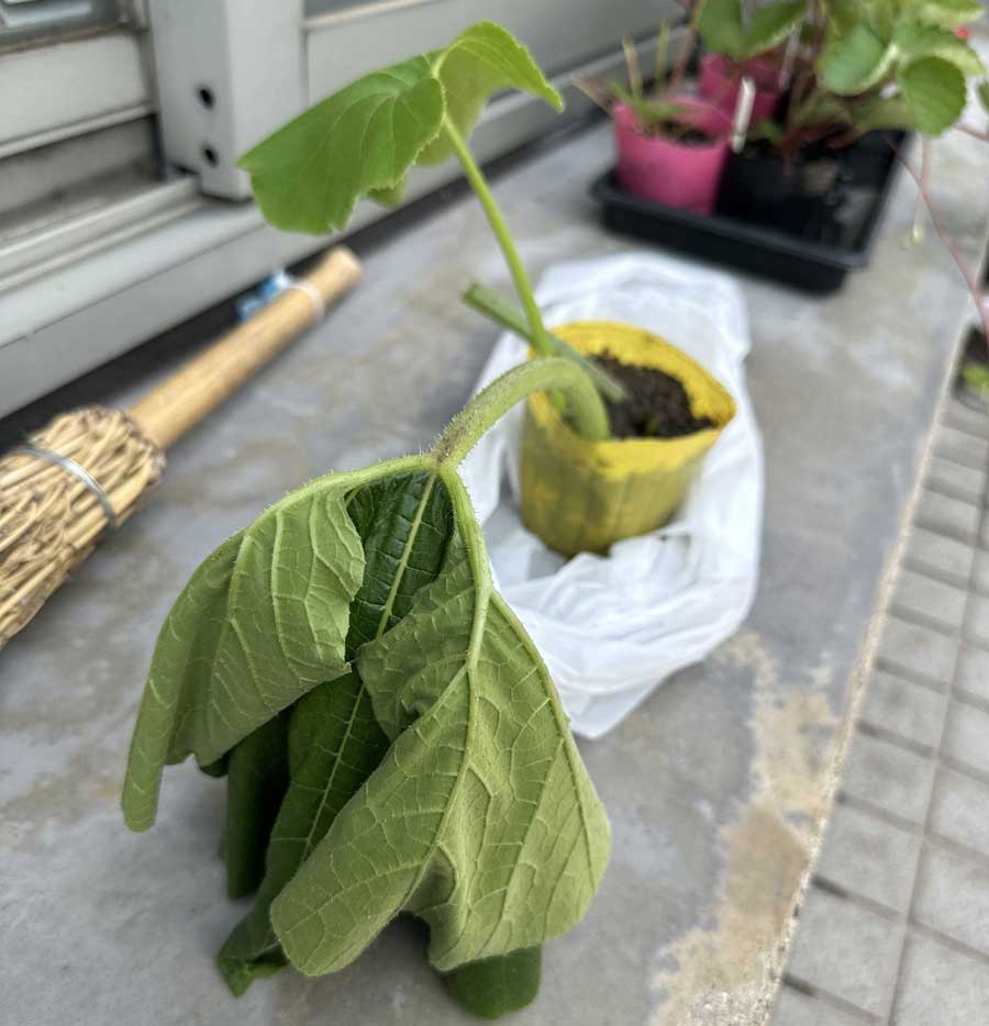 家庭菜園に参入