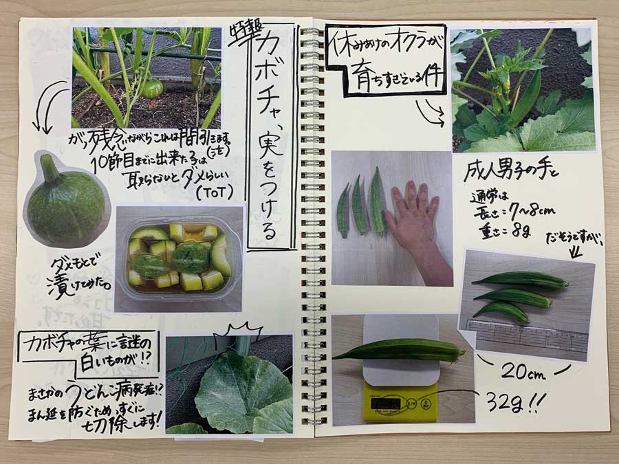 屋上菜園は、なにかと大忙し