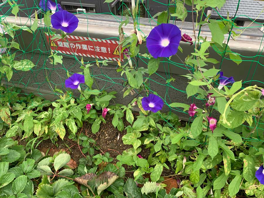 朝顔のグリーンカーテン