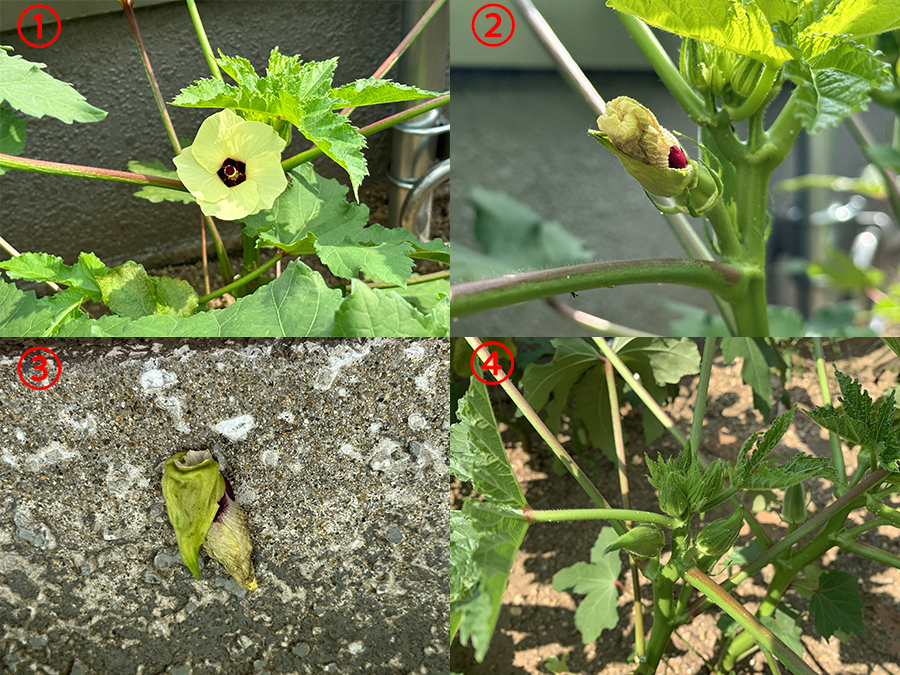 オクラの生態、新発見！