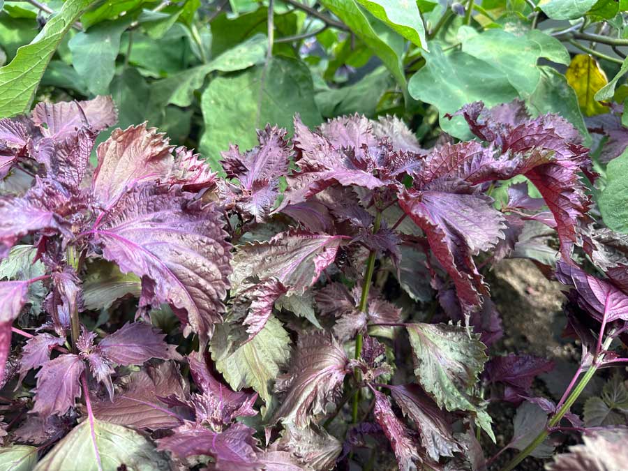 1度収穫しましたが、ここまで復活